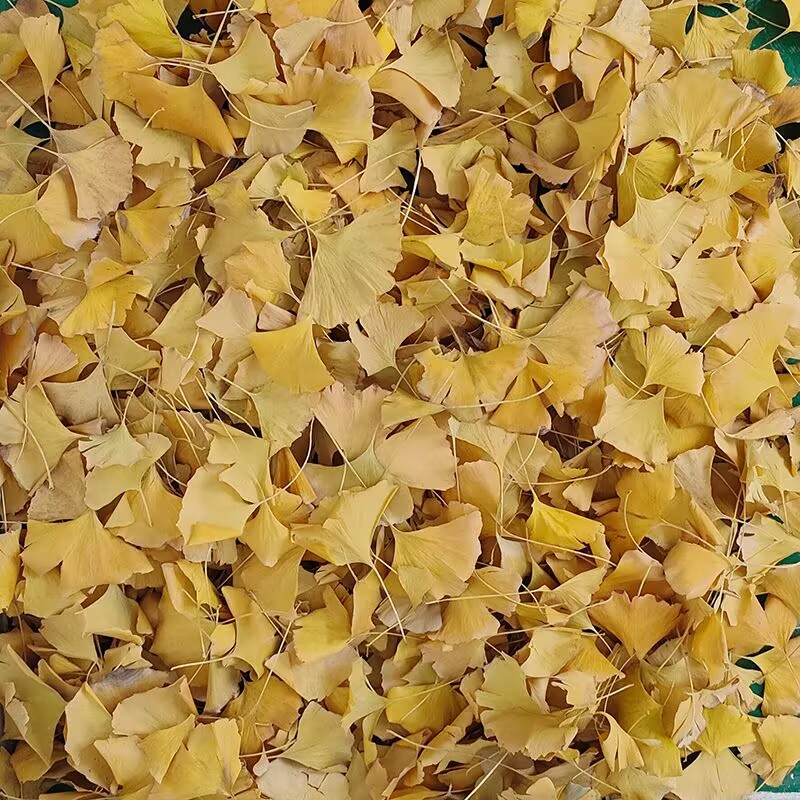 أوراق الجنكو بيلوبا الطبيعية ا - مراجعة Natural Making Soap وسعره